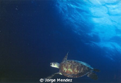 This green turtle was taken at Karpata, Bonaire. The came... by Jorge Mendez 